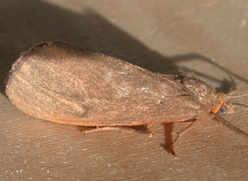 Tawny Virbia